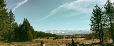 Top Dog Breeds for Preppers