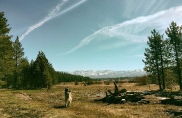 Top Dog Breeds for Preppers